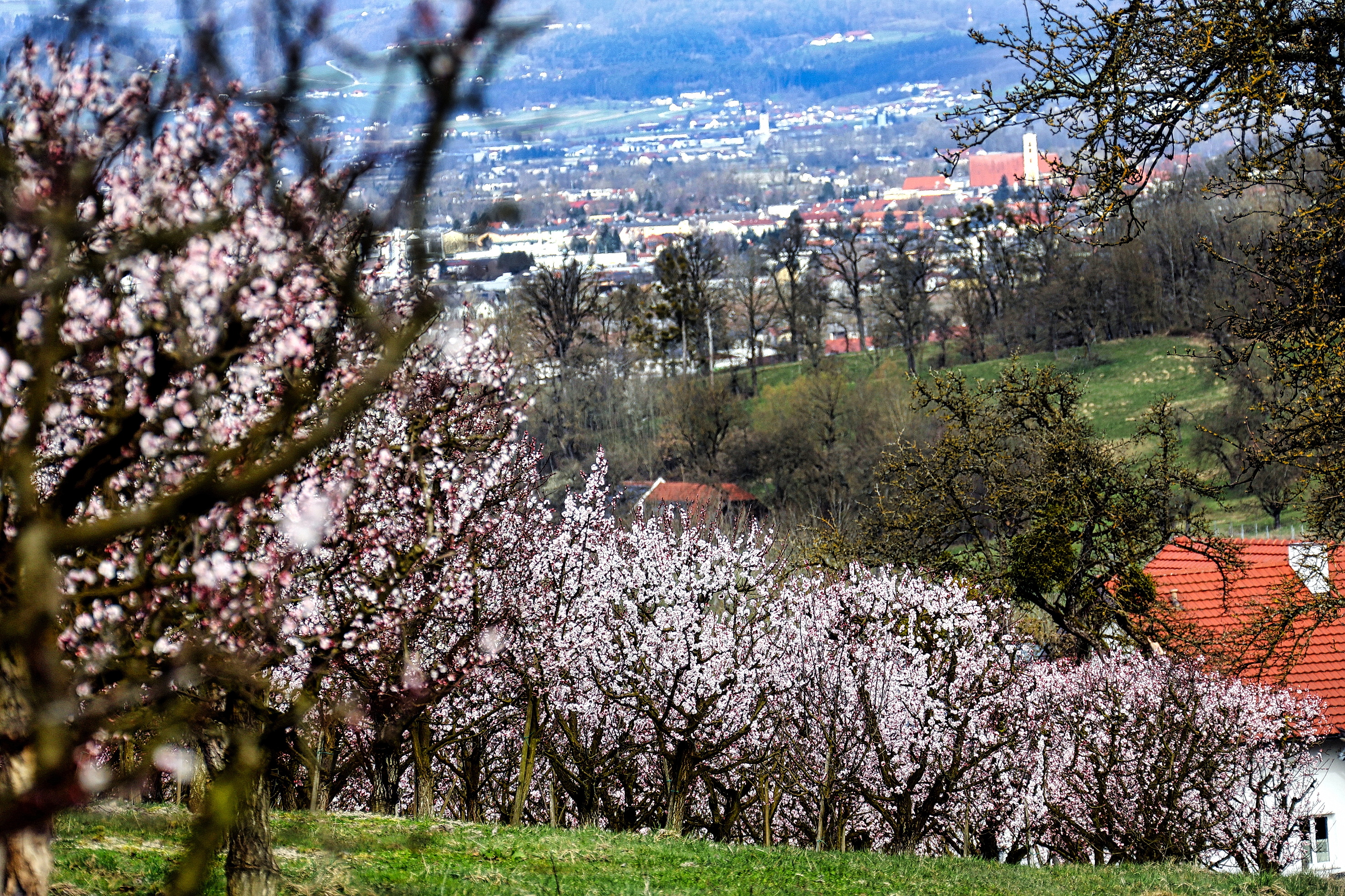 Marillenblüte in Scharten