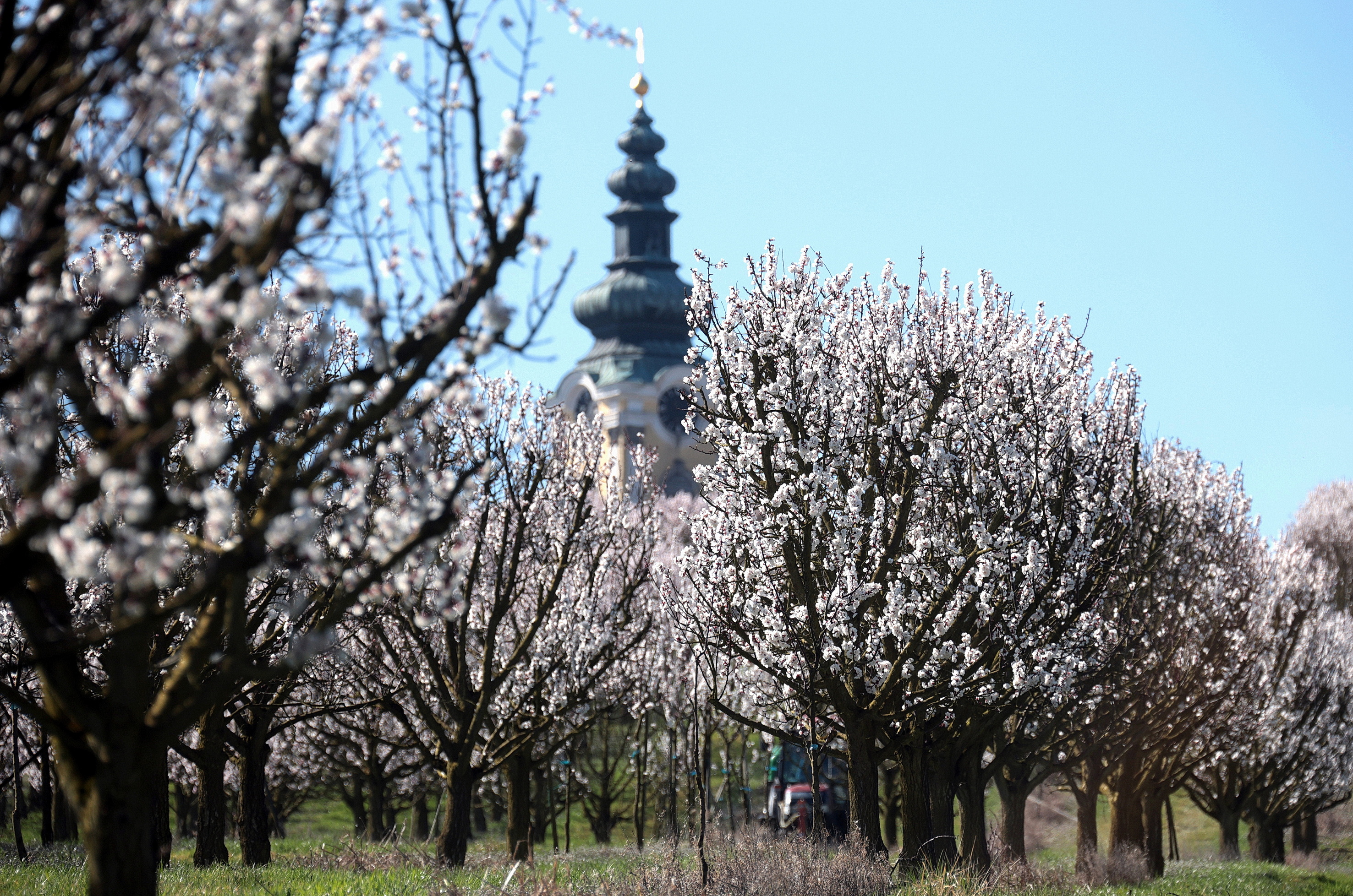 Marillenblüte in Scharten